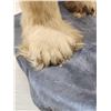 Image 11 : Polar Bear Full Body Taxidermy Mount