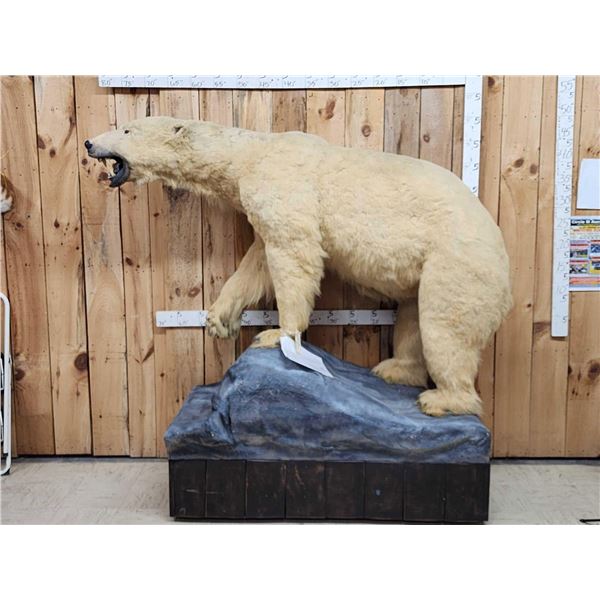 Polar Bear Full Body Taxidermy Mount