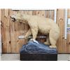 Image 1 : Polar Bear Full Body Taxidermy Mount