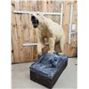 Image 2 : Polar Bear Full Body Taxidermy Mount