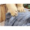 Image 4 : Polar Bear Full Body Taxidermy Mount