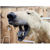 Image 5 : Polar Bear Full Body Taxidermy Mount