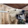 Image 6 : Polar Bear Full Body Taxidermy Mount