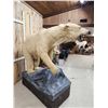 Image 7 : Polar Bear Full Body Taxidermy Mount