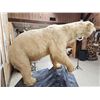 Image 8 : Polar Bear Full Body Taxidermy Mount