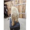 Image 9 : Polar Bear Full Body Taxidermy Mount