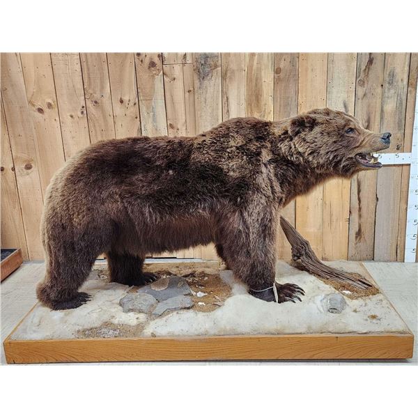 Boone & Crockett Grizzly Bear Full Body Taxidermy Mount