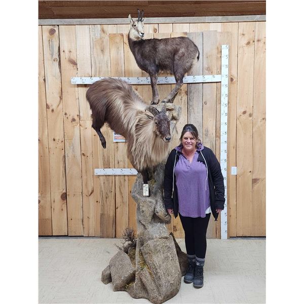 Spectacular Tahr & Chamois On A Cliff Full Body Taxidermy Mount