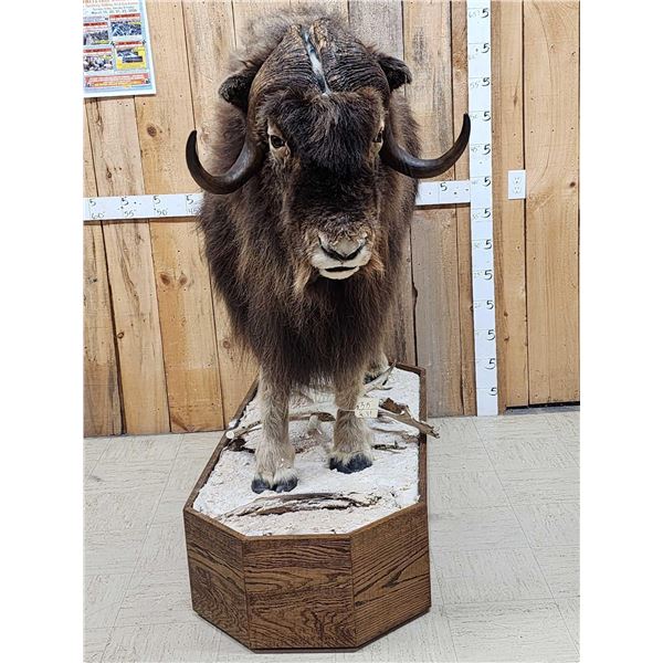 Muskox Full Body Taxidermy Mount