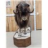 Image 1 : Muskox Full Body Taxidermy Mount