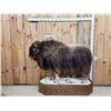 Image 2 : Muskox Full Body Taxidermy Mount