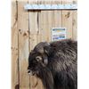 Image 3 : Muskox Full Body Taxidermy Mount
