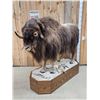 Image 4 : Muskox Full Body Taxidermy Mount