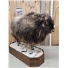 Image 5 : Muskox Full Body Taxidermy Mount