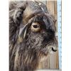 Image 6 : Muskox Full Body Taxidermy Mount