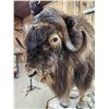 Image 7 : Muskox Full Body Taxidermy Mount