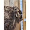 Image 9 : Muskox Full Body Taxidermy Mount