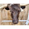 Image 11 : FREAK 3 Horned Texas Longhorn Shoulder Mount Taxidermy