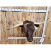 Image 14 : FREAK 3 Horned Texas Longhorn Shoulder Mount Taxidermy