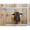 Image 1 : FREAK 3 Horned Texas Longhorn Shoulder Mount Taxidermy