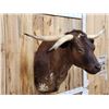Image 2 : FREAK 3 Horned Texas Longhorn Shoulder Mount Taxidermy