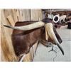 Image 4 : FREAK 3 Horned Texas Longhorn Shoulder Mount Taxidermy