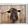 Image 6 : FREAK 3 Horned Texas Longhorn Shoulder Mount Taxidermy
