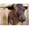 Image 7 : FREAK 3 Horned Texas Longhorn Shoulder Mount Taxidermy