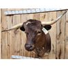 Image 8 : FREAK 3 Horned Texas Longhorn Shoulder Mount Taxidermy