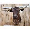 Image 9 : FREAK 3 Horned Texas Longhorn Shoulder Mount Taxidermy