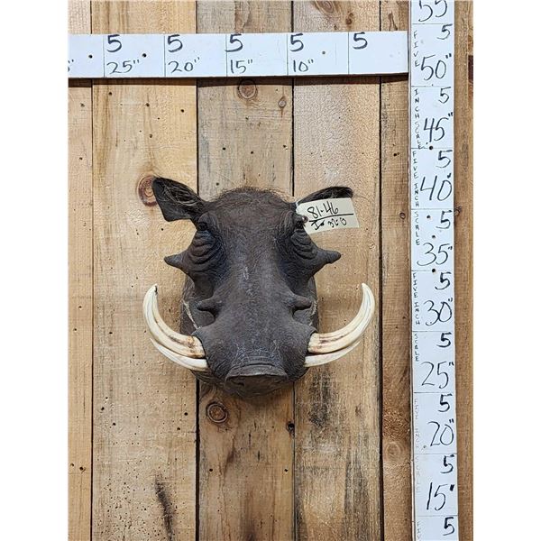 African Warthog Shoulder Mount Taxidermy
