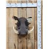 Image 1 : African Warthog Shoulder Mount Taxidermy