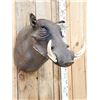 Image 2 : African Warthog Shoulder Mount Taxidermy