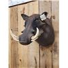 Image 3 : African Warthog Shoulder Mount Taxidermy