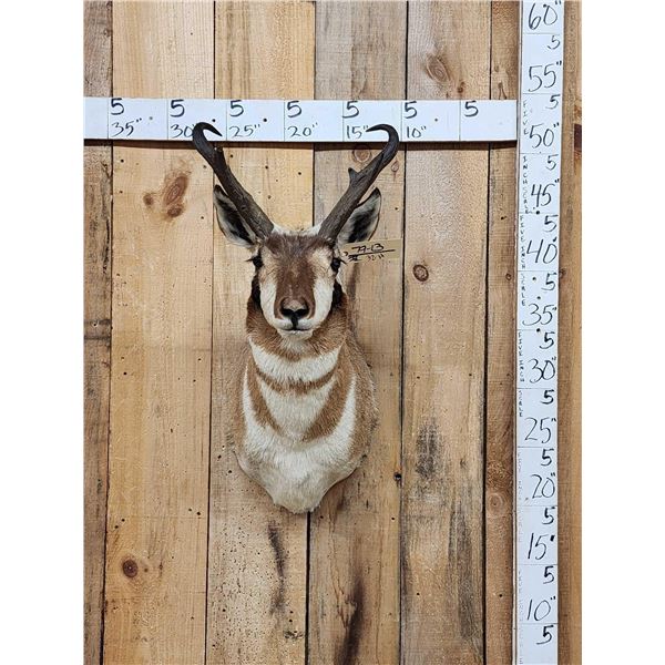Pronghorn Antelope Shoulder Mount Taxidermy