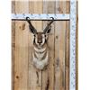 Image 1 : Pronghorn Antelope Shoulder Mount Taxidermy