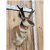 Image 2 : Pronghorn Antelope Shoulder Mount Taxidermy
