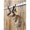 Image 3 : Pronghorn Antelope Shoulder Mount Taxidermy