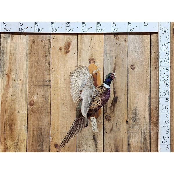 Ringneck Pheasant In Flight Bird Taxidermy