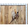 Image 1 : Ringneck Pheasant In Flight Bird Taxidermy