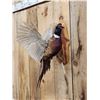 Image 2 : Ringneck Pheasant In Flight Bird Taxidermy