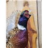 Image 3 : Ringneck Pheasant In Flight Bird Taxidermy