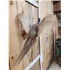 Image 4 : Ringneck Pheasant In Flight Bird Taxidermy
