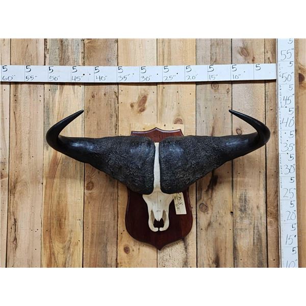 Trophy Class African Cape Buffalo Skull Taxidermy