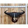 Image 1 : Trophy Class African Cape Buffalo Skull Taxidermy