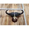 Image 2 : Trophy Class African Cape Buffalo Skull Taxidermy