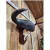 Image 3 : Trophy Class African Cape Buffalo Skull Taxidermy
