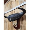Image 4 : Trophy Class African Cape Buffalo Skull Taxidermy
