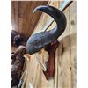 Image 5 : Trophy Class African Cape Buffalo Skull Taxidermy