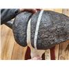 Image 6 : Trophy Class African Cape Buffalo Skull Taxidermy